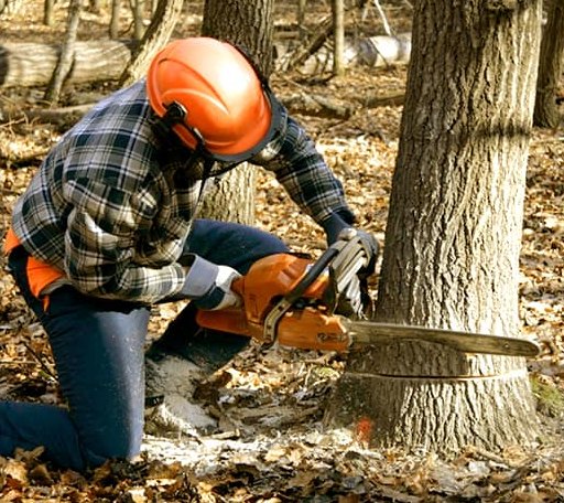 Tree Removal in Hudson, MI